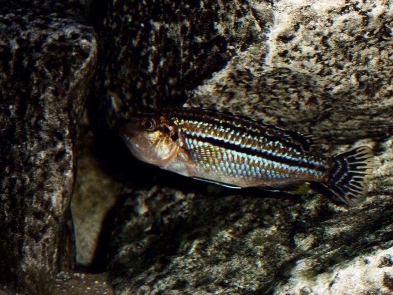 Melanochromis dialeptos